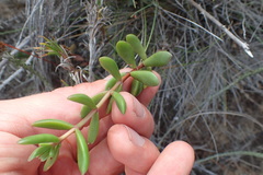 Crassula pubescens