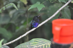 Boissonneaua jardini