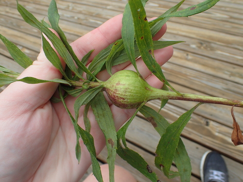Goldenrod Gall Fly photo 6