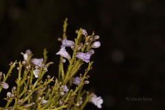 Eremophila dichroantha