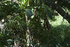 Musa