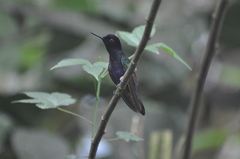 Boissonneaua jardini