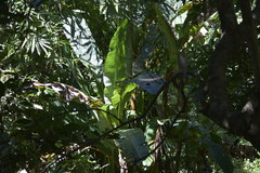 Musa