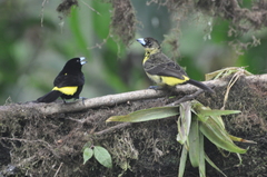 Ramphocelus flammigerus