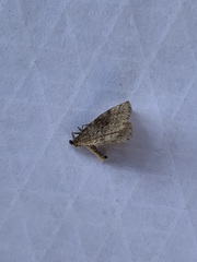 Operophtera bruceata