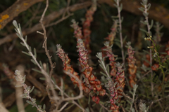 Maireana trichoptera