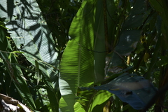 Musa