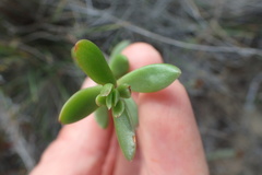 Crassula pubescens