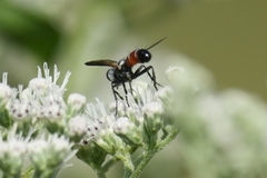 Cylindromyia
