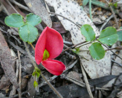 Kennedia prostrata