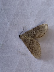 Operophtera bruceata