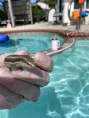 Plestiodon skiltonianus