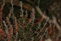 Maireana trichoptera