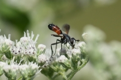 Cylindromyia
