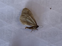 Operophtera bruceata
