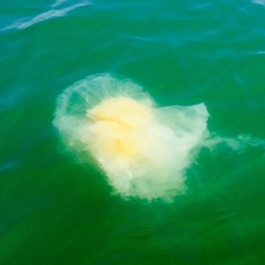 Phacellophora camtschatica