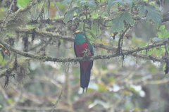 Pharomachrus auriceps