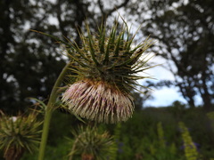Cirsium subcoriaceum