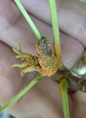 Puccinia sparganioidis
