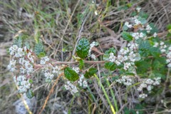 Spyridium parvifolium