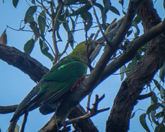 Alisterus scapularis