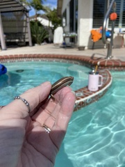 Plestiodon skiltonianus