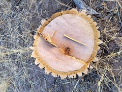 Aspidosperma quebracho-blanco