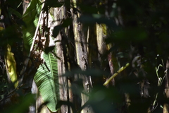 Musa