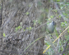 Sericornis frontalis