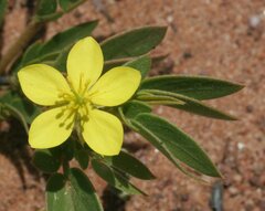 Tribulopis pentandra