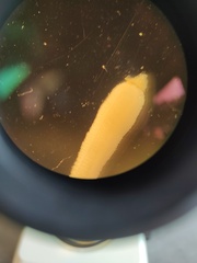 Leptosynapta tenuis
