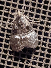 Pococera asperatella