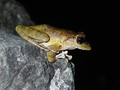 Buergeria robusta