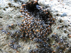 Cerastipsocus trifasciatus