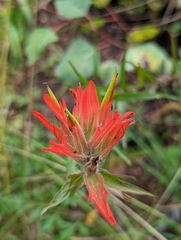 Castilleja miniata