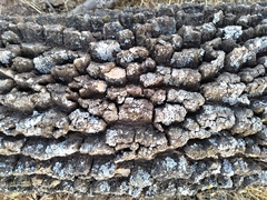 Aspidosperma quebracho-blanco