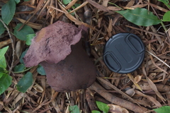 Calvatia lilacina