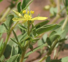 Tribulopis pentandra