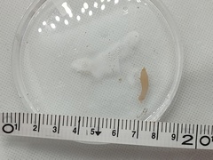 Leptosynapta tenuis
