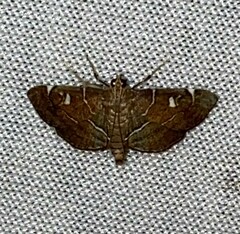 Diathrausta reconditalis