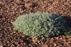 Atriplex spongiosa