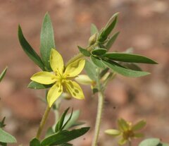 Tribulopis pentandra