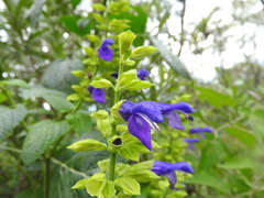 Salvia mexicana
