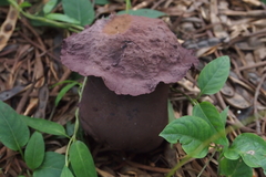 Calvatia lilacina