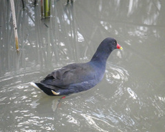 Gallinula tenebrosa