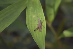 Phlaeoba antennata