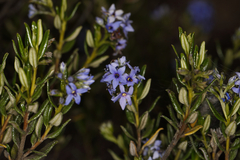 Halgania andromedifolia
