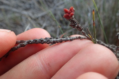 Crassula subulata fastigiata