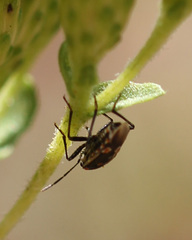 Bagrada hilaris