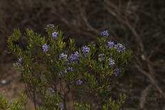 Halgania andromedifolia
